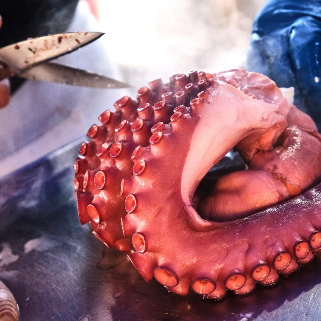 Imagen que muestra un tentáculo de pulpo.

